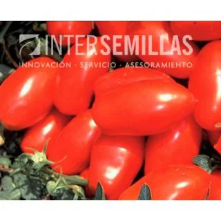 Compra TOMATE TALENT F-1 (1000 Semillas). en la tienda online Fito Agrícola