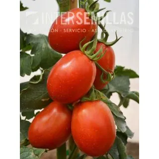 Compra TOMATE SAMPRAS F1 (1000 Semillas). en la tienda online Fito Agrícola