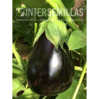 Compra BERENJENA AGATA F1 (1.000 Semillas) en la tienda online Fito Agrícola