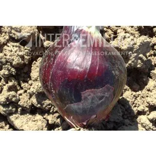 Compra CEBOLLA RED MOON F-1 Pildorada (25.000 Semillas) en la tienda online Fito Agrícola