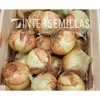 Compra CEBOLLA OSAKA F1 (5.000 Semillas). en la tienda online Fito Agrícola