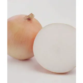 Compra CEBOLLA VAQUERO F1 (100.000 Semillas) en la tienda online Fito Agrícola