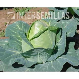 Compra COL CAPE HORN F-1 (1000 Semillas). en la tienda online Fito Agrícola