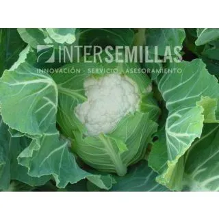 Compra COLIFLOR PRECISA F-1 (1.000 Semillas). en la tienda online Fito Agrícola