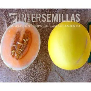 Compra MELÓN MELADO F-1 (1000 Semillas). en la tienda online Fito Agrícola
