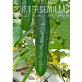 Compra PEPINO SLIDA F-1 (1000 Semillas). en la tienda online Fito Agrícola