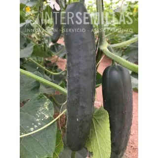 Compra PEPINO VICTORIOSO F-1 (1.000 Semillas). en la tienda online Fito Agrícola
