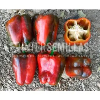 Compra PIMIENTO CORTES F1 (1.000 Semillas). en la tienda online Fito Agrícola