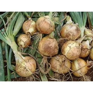 Compra CEBOLLA OREGÓN F1 (100 gr.) en la tienda online Fito Agrícola