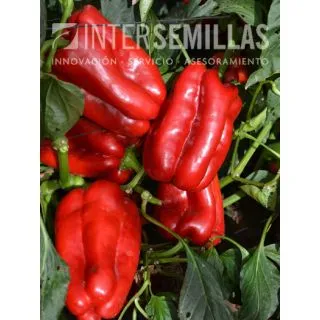 Compra PIMIENTO GALEON F1 (1000 Semillas). en la tienda online Fito Agrícola