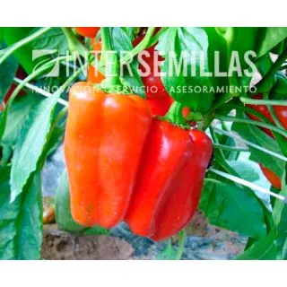 Compra PIMIENTO RAINBOW F1 (1.000 Semillas). en la tienda online Fito Agrícola