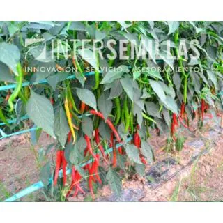 Compra PIMIENTO ROMITAL F1 (1.000 Semillas). en la tienda online Fito Agrícola