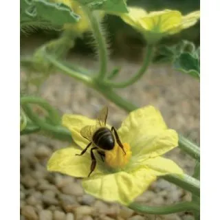 Compra SANDÍA JENNY F1 (1.000 Semillas) en la tienda online Fito Agrícola