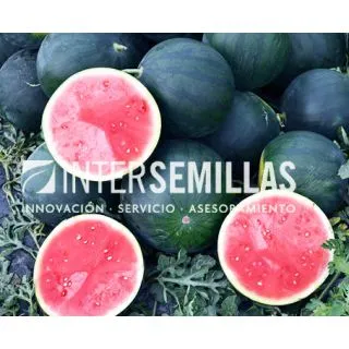 Compra SANDÍA ESTAMPA F1 (1.000 Semillas). en la tienda online Fito Agrícola