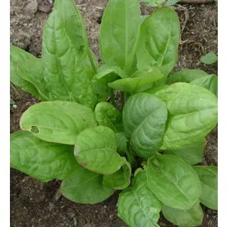 Compra ACEDERA MENOR BABY LEAF (100 gr.) en la tienda online Fito Agrícola