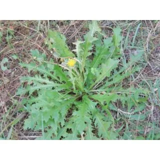 Compra DIENTE DE LEÓN BABY LEAF (50 gr.). en la tienda online Fito Agrícola