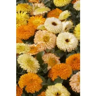 Compra CALÉNDULA PACIFIC BEAUTY - Comestible (500 gr.) en la tienda online Fito Agrícola