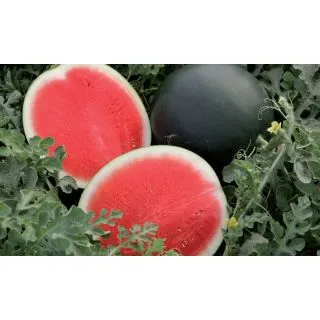 Compra SANDÍA STYLE F-1 INJERTADA EPS70 en la tienda online Fito Agrícola