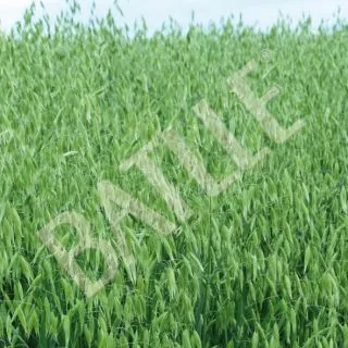 Compra AVENA SÁTIVA RAPIDENA R1 (20 Kgr.). en la tienda online Fito Agrícola