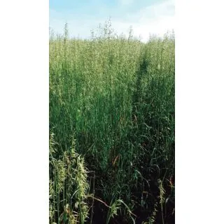 Compra AVENA SAIA 6 R1 (25 Kgr.). en la tienda online Fito Agrícola