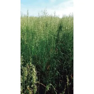 Compra AVENA STRIGOSA SAIA 6 R2 (25 Kgr.) en la tienda online Fito Agrícola