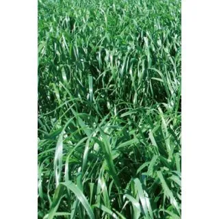 Compra RAY GRASS WESTERWOLD VALLIVERT R1 (20 Kgr.). en la tienda online Fito Agrícola