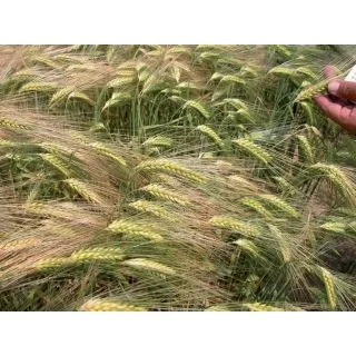 Compra CEBADA DOBLONA R1 (25 Kgr.). en la tienda online Fito Agrícola