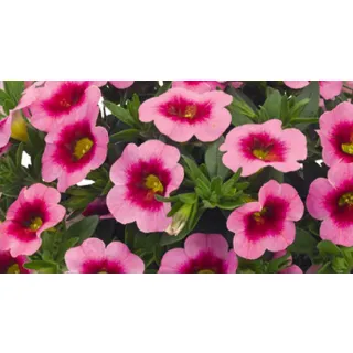 Compra CALIBRACHOA CABARET PINK EYE (126 Plantas). en la tienda online Fito Agrícola