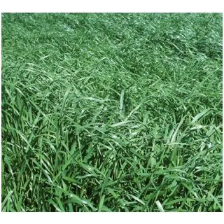 Compra RAY GRASS ITALIANO LOCOBELLO R1 (20 Kgr.). en la tienda online Fito Agrícola
