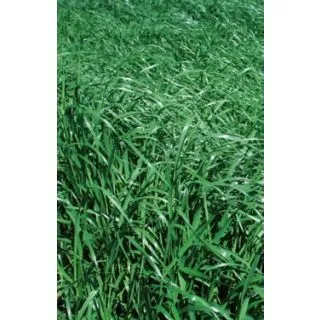 Compra RAY GRASS ITALIANO VERTIBELLO R1 (20 Kgr.) en la tienda online Fito Agrícola