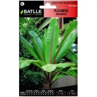 Compra PLATANERO ORNAMENTAL (3 Semillas) en la tienda online Fito Agrícola