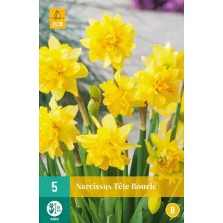 Compra NARCISOS TETE BOUCLÉ en la tienda online Fito Agrícola