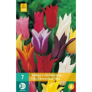 Compra TULIPÁN LILY FLOWERING MIX en la tienda online Fito Agrícola