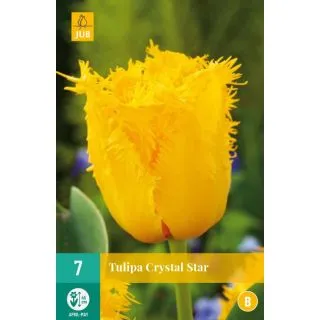 Compra TULIPÁN CRYSTAL STAR en la tienda online Fito Agrícola