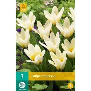 Compra TULIPÁN CONCERTO en la tienda online Fito Agrícola