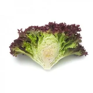 Compra LECHUGA CONCORDE RZ Pildorada (5.000 Semillas). en la tienda online Fito Agrícola