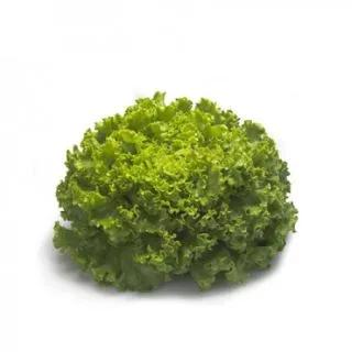 Compra LECHUGA IMPULSION RZ Pildorada (5.000 Semillas). en la tienda online Fito Agrícola