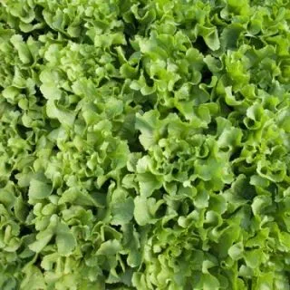 Compra ESCAROLA TORINO RZ Pildorada (5.000 Semillas). en la tienda online Fito Agrícola