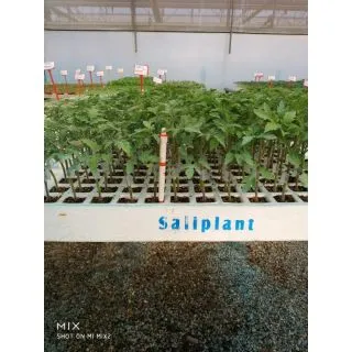 Compra TOMATE GRANOVAL Injertado EPS104 en la tienda online Fito Agrícola