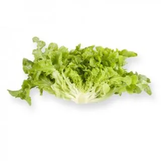 Compra LECHUGA KIREVE RZ Pildorada (5.000 Semillas). en la tienda online Fito Agrícola