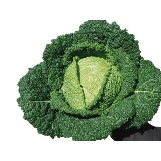 Compra COL FAMOSA F1 ECOLÓGICA Precisión (10.000 Semillas) en la tienda online Fito Agrícola