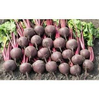 Compra REMOLACHA BORO F1 ECOLÓGICA Precisión (50.000 Semillas) en la tienda online Fito Agrícola