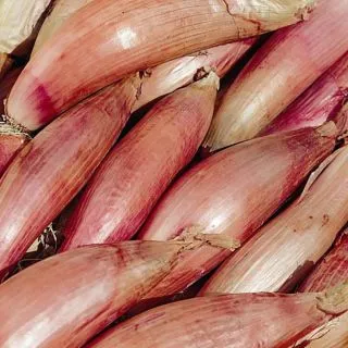 Compra CEBOLLA ROUGE DE FLORENCE SIMIANE (100 gr.). en la tienda online Fito Agrícola