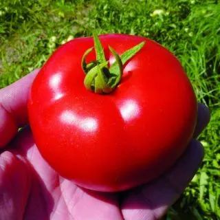 Compra TOMATE TYFRANE F1 (1000 Semillas). en la tienda online Fito Agrícola