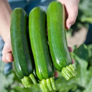 Compra CALABACÍN ZODIAC F1 BIO (1.000 Semillas) en la tienda online Fito Agrícola