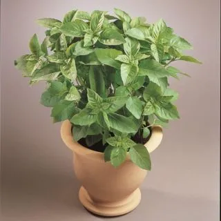 Compra ALBAHACA MASSILIA (25 gr.). en la tienda online Fito Agrícola