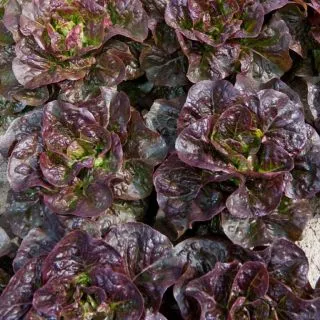 Compra LECHUGA PIGALE Pildorada (5.000 Semillas) en la tienda online Fito Agrícola