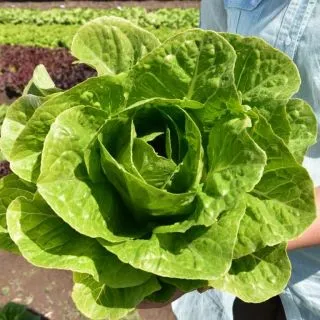 Compra LECHUGA LUCIOR Pildorada (5.000 Semillas) en la tienda online Fito Agrícola