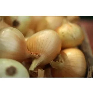 Compra CEBOLLA JAUNE DES CEVENNES (25 gr.). en la tienda online Fito Agrícola