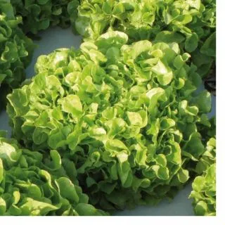 Compra LECHUGA PARINICE Pildorada (5.000 Semillas) en la tienda online Fito Agrícola